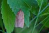 Archipini inconnu
